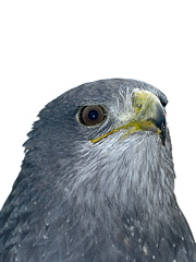 20120202210937-5aea32f4