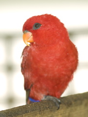 20120203230731-b521988a