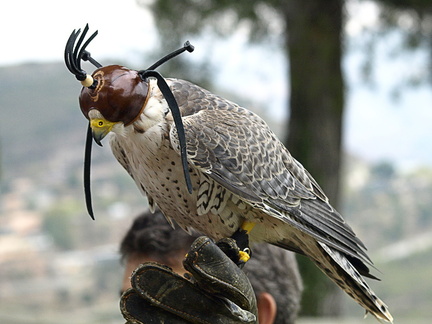 20120203231407-d5468424