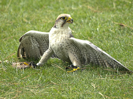 20120203231509-63019f74