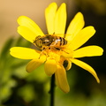 flor amarilla insecto