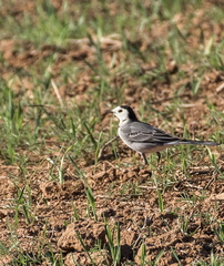 lavandera blanca (Motacilla alba)
