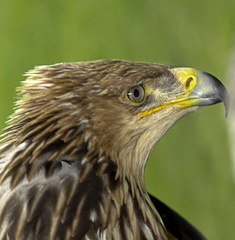 20120203231631-cefa6afd