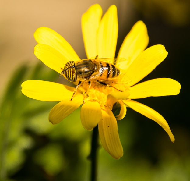 flor amarilla insecto