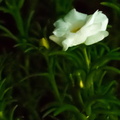 flor blanca suave
