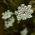 florecillas blancas