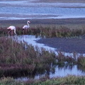 flamencos