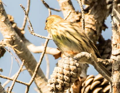 Serín verdecillo (Serinus serinus)