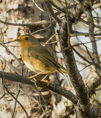 Petirrojo Europeo (Erithacus rubecula)