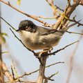 Curruca cabecinegra