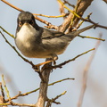 Curruca cabecinegra