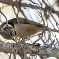  IMG9438