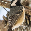 carbonero garrapinos (Periparus ater)