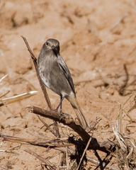 colirrojo tizón (Phoenicurus ochruros)