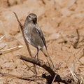 colirrojo tizón (Phoenicurus ochruros)