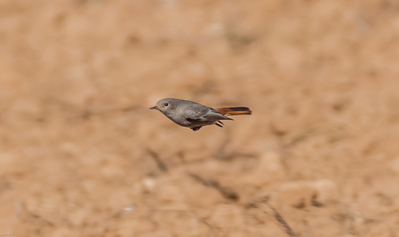 colirrojo tizón (Phoenicurus ochruros)2.jpg