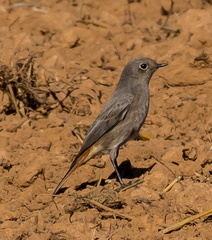 colirrojo tizón (Phoenicurus ochruros)3