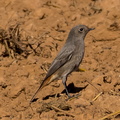 colirrojo tizón (Phoenicurus ochruros)3