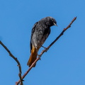 colirrojo tizón (Phoenicurus ochruros)4
