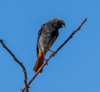 colirrojo tizón (Phoenicurus ochruros)4