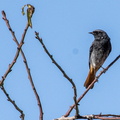 colirrojo tizón (Phoenicurus ochruros)5
