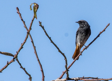 colirrojo tizón (Phoenicurus ochruros)5