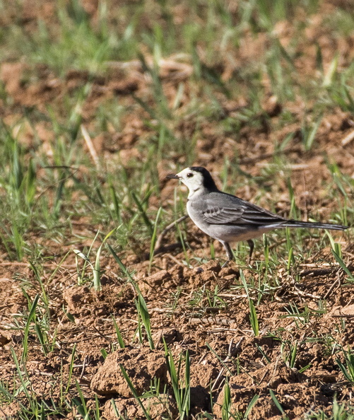 lavandera blanca (Motacilla alba).jpg