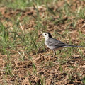 lavandera blanca (Motacilla alba)