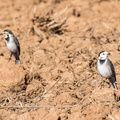 lavandera blanca (Motacilla alba)2