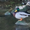 pato de collar (Anas platyrhynchos)