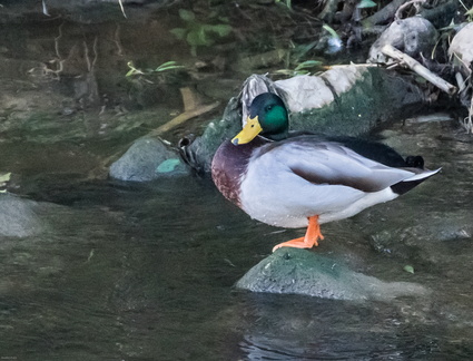pato de collar (Anas platyrhynchos)